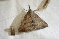 Hypena proboscidalis