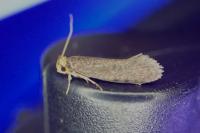 Cephimallota crassiflavella