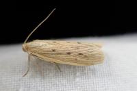 Ematheudes punctella