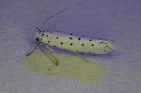 Yponomeuta malinella