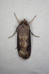 Agrotis ipsilon