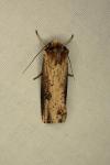 Axylia putris
