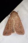Mythimna albipuncta
