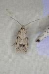 Symmoca signatella