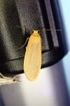 Wittia sororcula