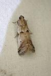 Acrobasis fallouella