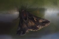 Autographa gamma
