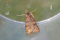 Nomophila noctuella
