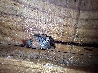 Endotricha flammealis