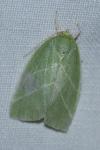 Bena bicolorana