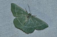 Chlorissa viridata