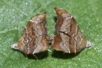 Choreutis nemorana