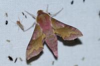 Deilephila porcellus
