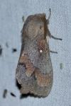 Dendrolimus pini