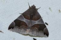 Dysgonia