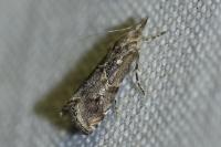 Euchromius cambridgei