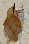 Gastropacha populifolia