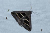 Grammodes bifasciata