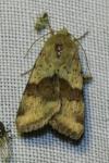 Heliothis viriplaca