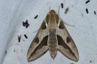 Hyles euphorbiae