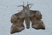 Laothoe populi