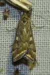 Loxostege sticticalis
