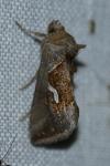 Macdunnoughia confusa