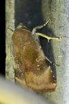 Noctua janthe / Noctua janthina