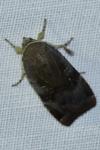Noctua janthe / Noctua janthina