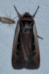 Ochropleura leucogaster