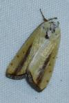 Pardoxia graellsii