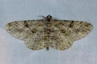 Peribatodes rhomboidaria