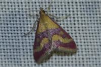 Pyrausta sanguinalis