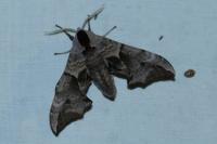 Smerinthus ocellatus