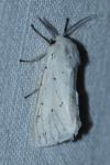 Spilosoma lubricipeda
