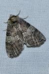 Tethea ocularis