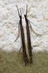 Angustalius malacellus