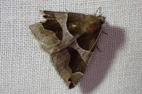 Dysgonia