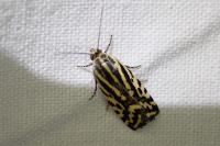 Emmelia trabealis