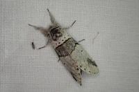 Furcula bifida