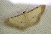 Idaea politaria
