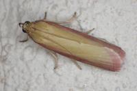 Oncocera semirubella