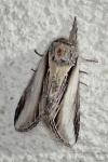 Pheosia tremula