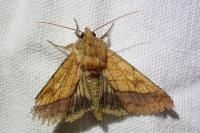 Pyrrhia umbra
