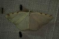 Stegania trimaculata