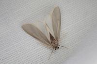 Acentria ephemerella