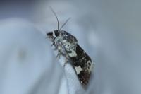 Acontia lucida