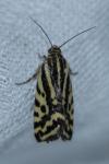 Emmelia trabealis