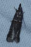 Acrobasis legatea