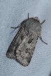 Agrotis